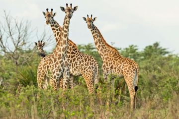 Serengeti Safari