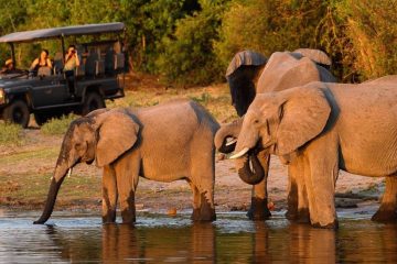 Elephant Safari