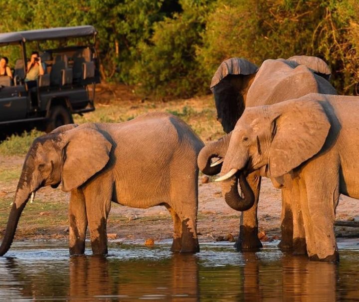 Elephant Safari