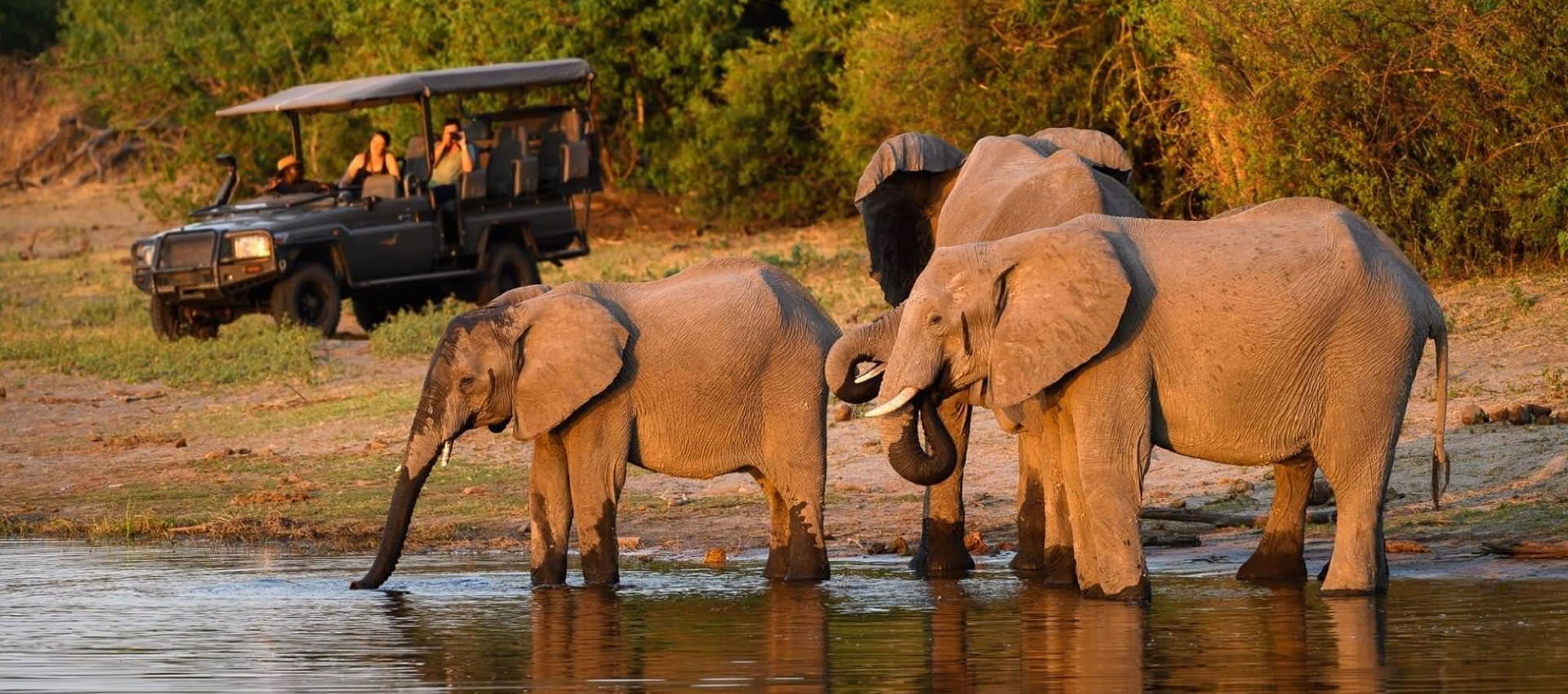 Elephant Safari