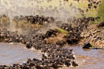 Wildebeest Migration Safari